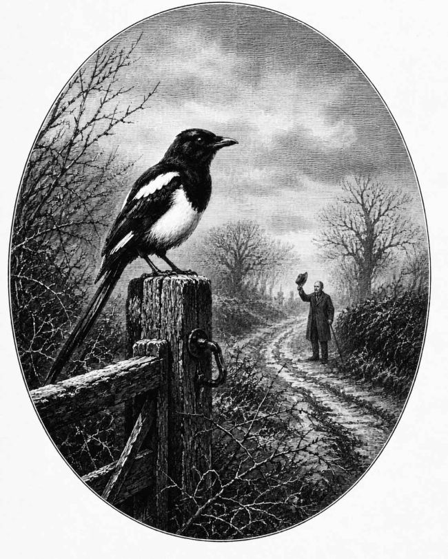 Saluting a Magpie